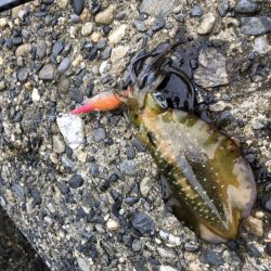 アオリイカ高活性