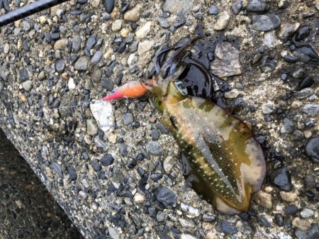 アオリイカ高活性