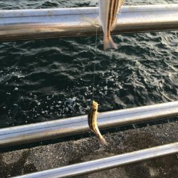 うりぼうだらけ