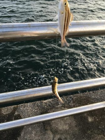 うりぼうだらけ