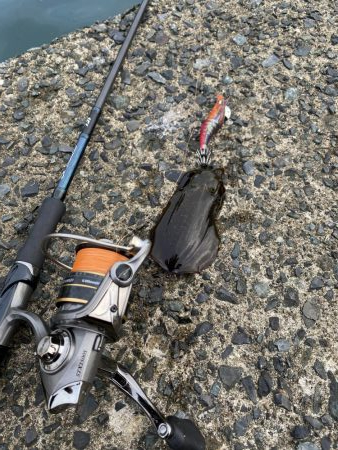 ソリッドティップ感度良好