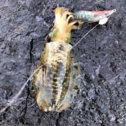 2021佐渡ヶ島 エギング 6回目