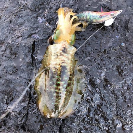 2021佐渡ヶ島 エギング 6回目