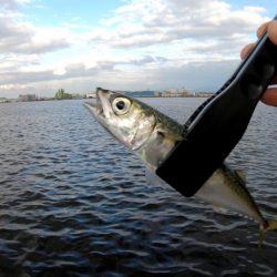 アジングでサバ大漁！