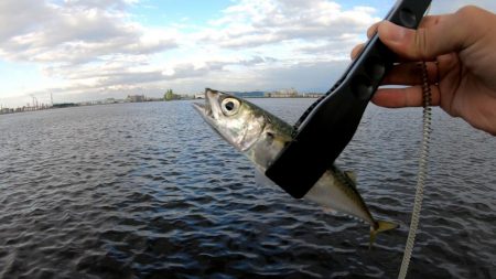 アジングでサバ大漁！