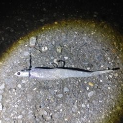 ニゴイをなんとか上げました