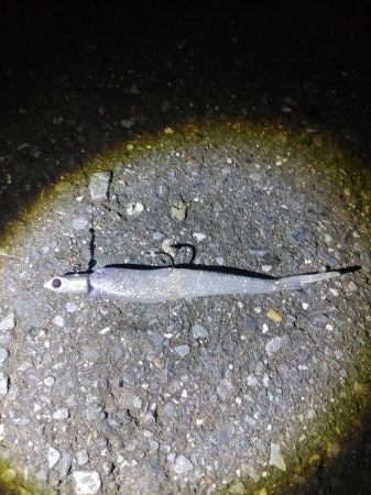 ニゴイをなんとか上げました