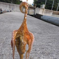 ガシリング エギング