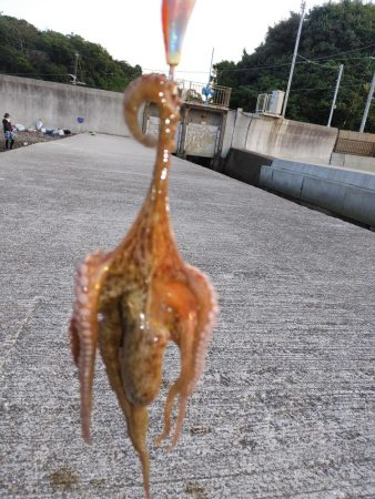 ガシリング エギング