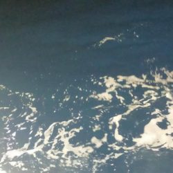 シロイカシーズン終了の予感