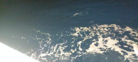 シロイカシーズン終了の予感