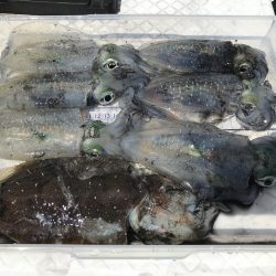 ボートエギング