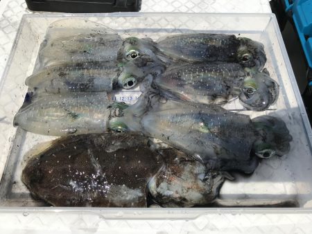 ボートエギング