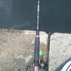 くろねこ流紀州釣りに挑戦！！