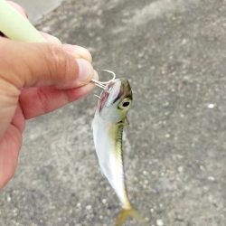 ショアジギング&根魚