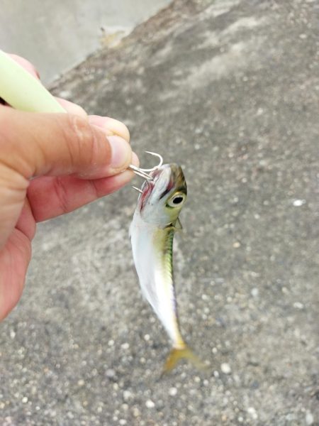 ショアジギング&根魚