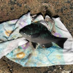 フカセ‥最高ですネ・・モーニングサービス・・