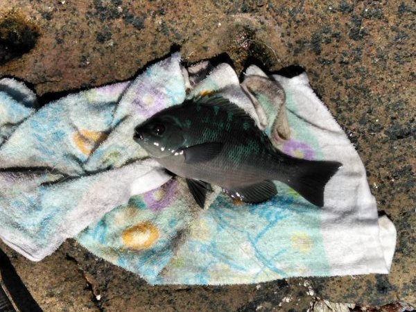 フカセ‥最高ですネ・・モーニングサービス・・