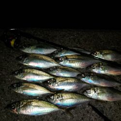 (尺アジ)フロートゲーム