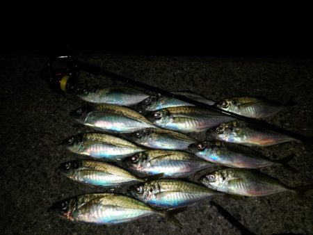 (尺アジ)フロートゲーム