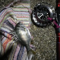 2021/09/21 南港ヘチ釣り