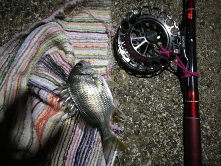 2021/09/21 南港ヘチ釣り