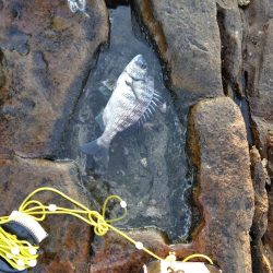 フカセ‥最高ですネ・・