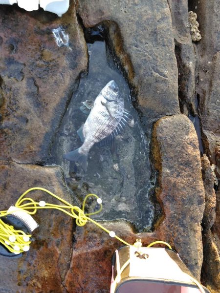 フカセ‥最高ですネ・・