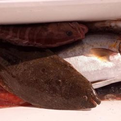 康仁丸・ジギング釣り果