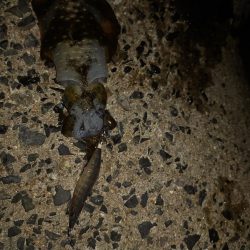 エギング後テキサス