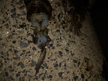 エギング後テキサス