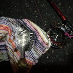 2021/09/28 南港ヘチ釣り