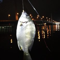 2021/09/29 南港ヘチ釣り 根魚狙い