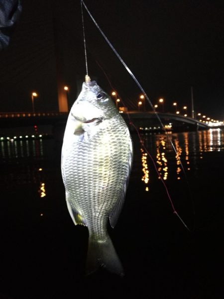 2021/09/29 南港ヘチ釣り　根魚狙…
