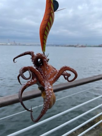 久しぶりにタコ　つ抜け