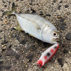 A.P.Pフィッシングガイドサービス　ポイントチェックにてカマスのRIDE　ONパレードとなる！