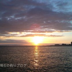 サヨリとチヌが釣れました!