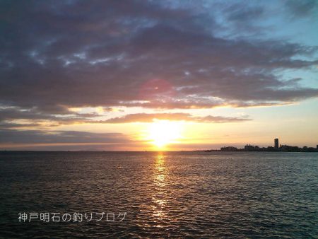 サヨリとチヌが釣れました!