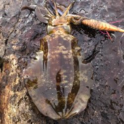 2021佐渡ヶ島 エギング 4回目