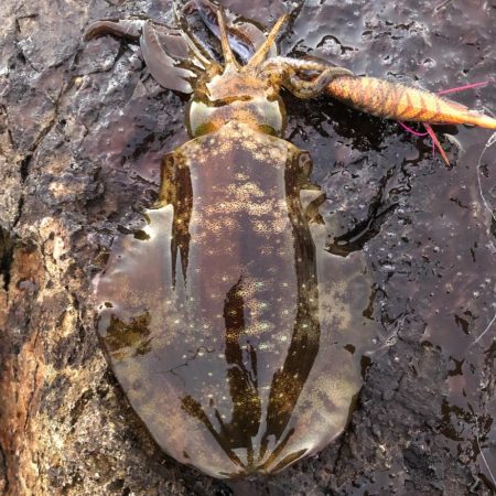 2021佐渡ヶ島 エギング 4回目