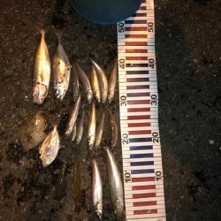 日本海キス釣り