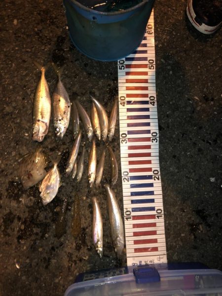 日本海キス釣り