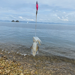 姫路の離島で快適な平日エギング