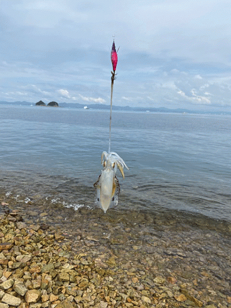 姫路の離島で快適な平日エギング