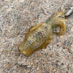 ２０２１年秋アオリエギング開幕釣行