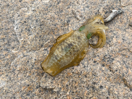 ２０２１年秋アオリエギング開幕釣行