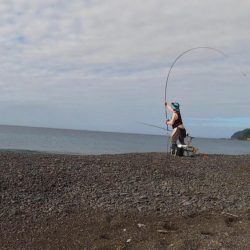 カツオ本格化の兆し