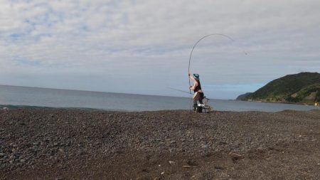 カツオ本格化の兆し