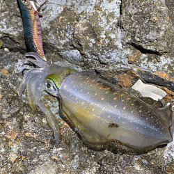 日本海で夕方から夜にかけてのエギング