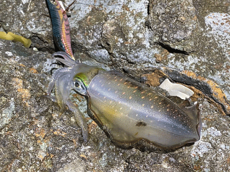 日本海で夕方から夜にかけてのエギング